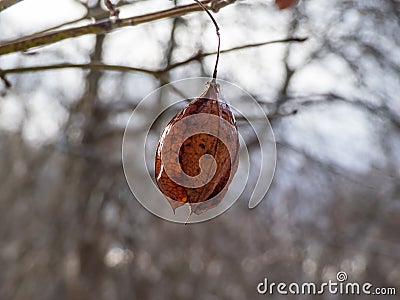 Close-up shot of dried out, brown 3-pointed, inflated, bladder-like seed capsules of the American bladdernut Staphylea trifolia Stock Photo