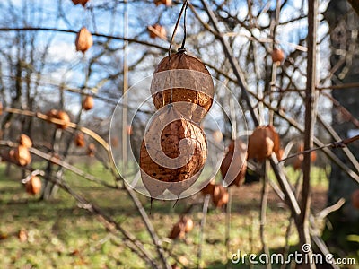 Close-up shot of dried out, brown 3-pointed, inflated, bladder-like seed capsules of the American bladdernut Staphylea trifolia Stock Photo