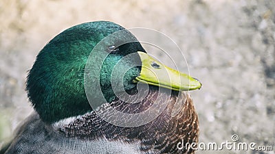 Close Up Shot Of A Duck, Duck Portrait Stock Photo