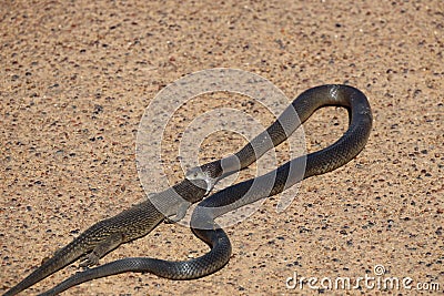 Close-up shot of a Dugite Snake Eating King Skink Lizard Stock Photo