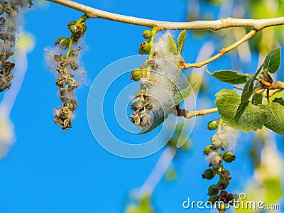 Close up shot of eastern cottonwood Stock Photo