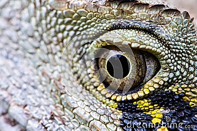 Close-up shot of an eye of a lizard water dragon (Intellagama lesueurii) Stock Photo