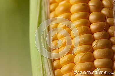 Close up shot Fresh ripe and peeled sweet corn with water drop high vitamin nature food select focus shallow depth of field Stock Photo