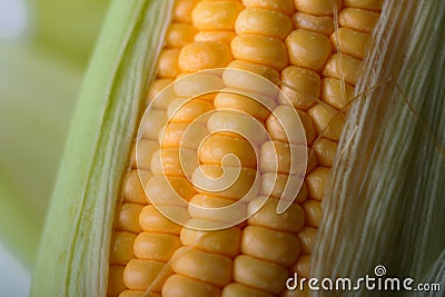 Close up shot Fresh ripe and peeled sweet corn with water drop high vitamin nature food select focus shallow depth of field Stock Photo