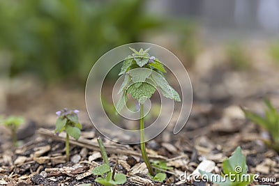 Close up shot of freshly grown mint plant Stock Photo