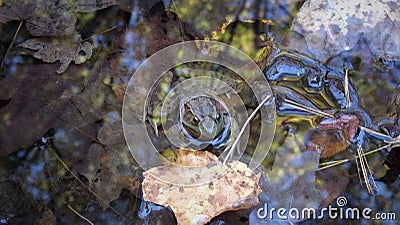 Frog Pondering the Leaves Stock Photo