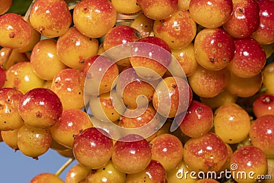 Close up shot fully ripe wild berries on the tree Stock Photo