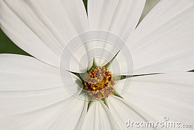 Close-up shot of garden flowers cosmea doubly pinnate Stock Photo