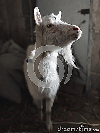 Close up shot of the goat Stock Photo