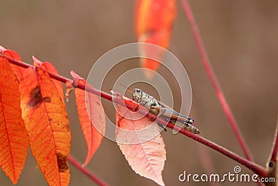 Close up shot of Grasshopper on a plant branch Stock Photo