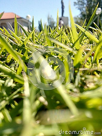 Macro blades of grass Stock Photo