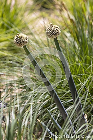 Green flowering onions with seeds Stock Photo
