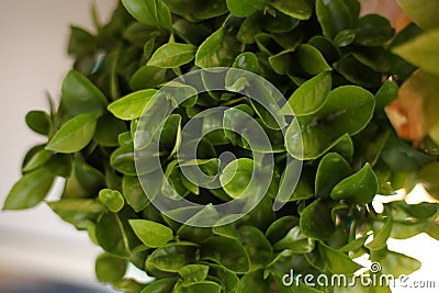 Close-up shot of the green leaves of a Ruscus hypophyllum plant Stock Photo