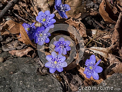 Close up shot of a group of first of the spring wildflowers American Liverwort in sunlight Stock Photo