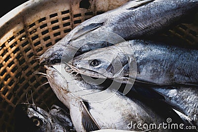 Close-up shot of group of silver catfish Stock Photo