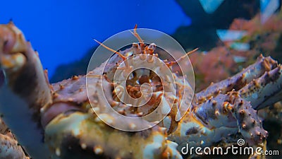 Close up shot of head of giant japanese spider crab Stock Photo