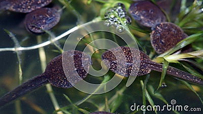 Macro of the heads of tadpoles - kiss Stock Photo