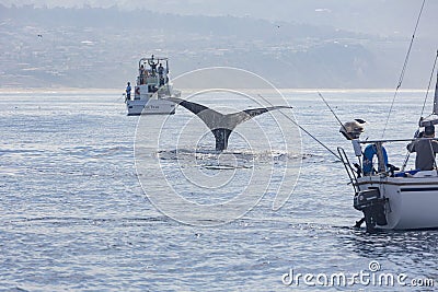 Close up shot of Humpback Whale tail Editorial Stock Photo