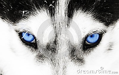 Close-up shot of a husky dog's blue eyes Stock Photo