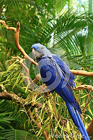 Close up shot of a Hyacinth macaw Editorial Stock Photo