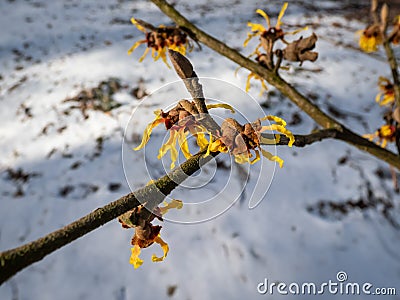 Hybrid witch hazel (hamamelis intermedia) flowering with yellow and orange twisted petals on bare stems in Stock Photo