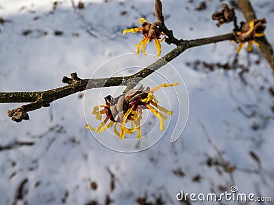 Hybrid witch hazel (hamamelis intermedia) flowering with yellow and orange twisted petals on bare stems in Stock Photo