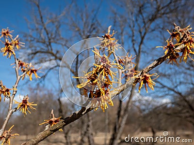 Close-up shot of the hybrid witch hazel hamamelis x intermedia flowering with yellow and orange twisted petals on bare stems in Stock Photo
