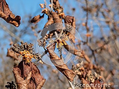 Close-up shot of the hybrid witch hazel (hamamelis x intermedia) flowering with yellow and orange petals on bare stems Stock Photo