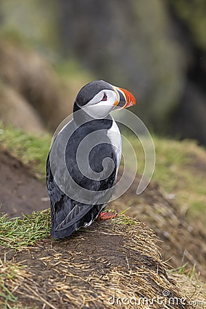 Close up shot of Icelandic Puffin under rain Stock Photo