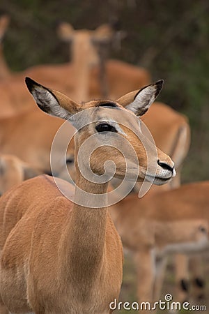Close up of Impala on safari in Africa Stock Photo