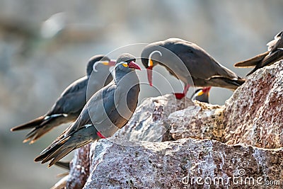 Close-up shot of Inca Terns on rocks in Ballestas Islands, Peru Stock Photo