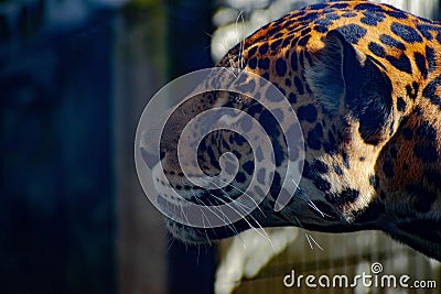 Close-up shot of a jaguar profile Stock Photo