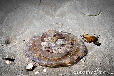 Close-up shot of a jellyfish lying in the sand of a shallow body of water Stock Photo