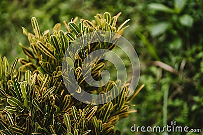 Close up shot of jungle bush plant with green nature background Stock Photo