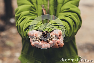 close-up shot of kid in warm coat holding pine cones Stock Photo