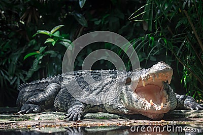 Close up shot of a large sungei buaya or crocodile white lurking Stock Photo