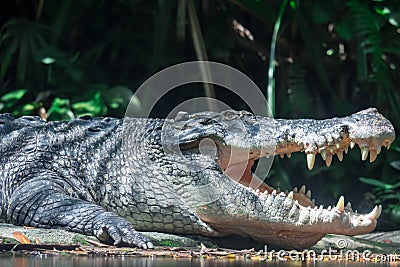 Close up shot of a large sungei buaya or crocodile white lurking Stock Photo