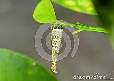 Close-up shot of a larval case of Psychidae moth Stock Photo