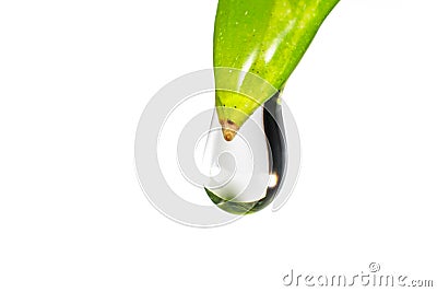 Close up shot of leaf edge holding up water droplet Stock Photo