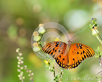 Close-up shot of a Lepidoptera butterfly sitting on a plant Stock Photo