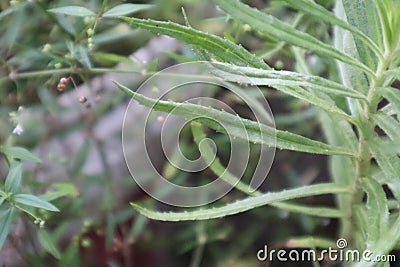 Close-up shot of linear, slender, long, narrow leaves Stock Photo