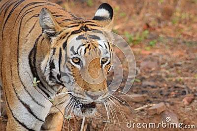 Close up shot of the majestic Royal Bengal tiger at Tadoba tiger reserve, India Stock Photo