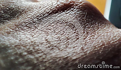 Close-up shot of a male hand revealing intricate skin texture details. Stock Photo