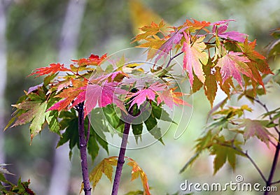 Close-up shot of the maple leaves gradually changing color in early autumn. Stock Photo