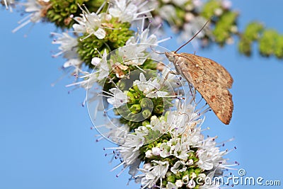 Moth on a fresh flowering plant Stock Photo