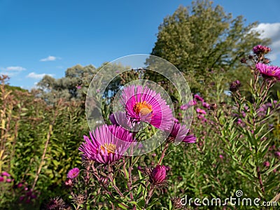 New England Aster variety (Aster novae-angliae) 'Roter Turm' flowering with pink flowers Stock Photo