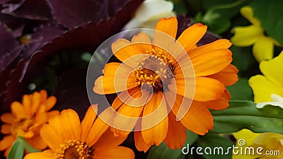 Close-up shot of an orange narrow-leaf zinnia (Zinnia angustifolia) in a garden Stock Photo