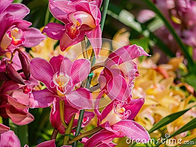 Close up shot of orchid flower blossom in Lou Lim Ioc Garden Stock Photo