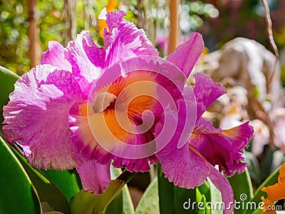 Close up shot of orchid flower blossom in Lou Lim Ioc Garden Stock Photo