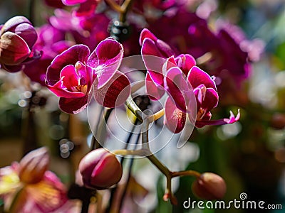 Close up shot of orchid flower blossom in Lou Lim Ioc Garden Stock Photo